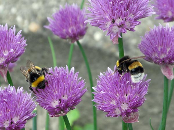 two bumble bees on carlos' farm in hoofdplaat, netherlands on june 3, 2015