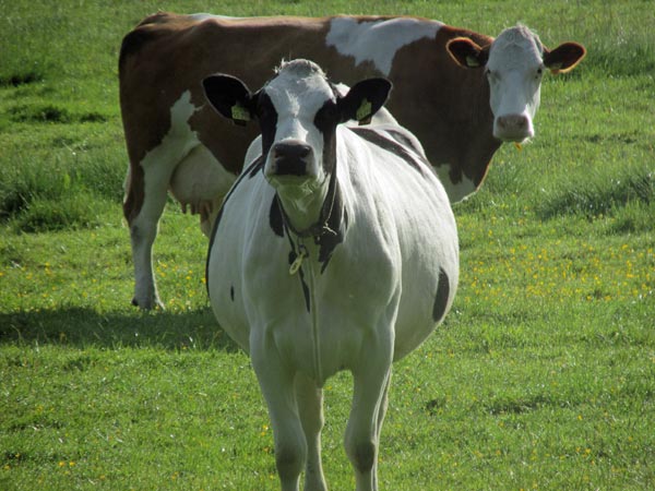 two cows on a farm near where mike watt konked near oldenburg, germany on june 1, 2015