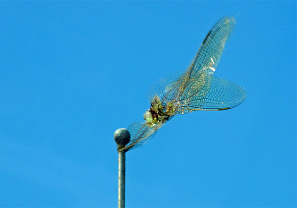 some kind of bug stuck on the boat's radio antenna on the way to houston, tx on october 27, 2014