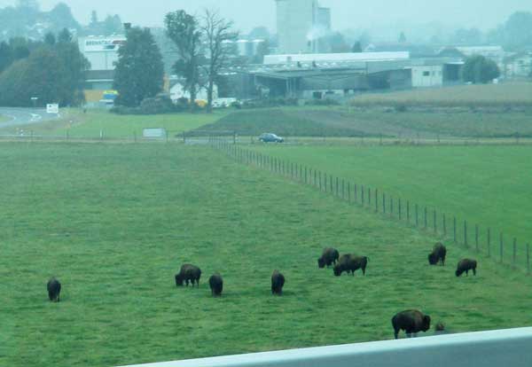 buffalo spotted on the way from geneva to winterthur, switzerland on october 13, 2016