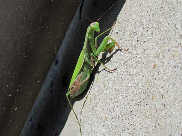 praying mantis outside vacuum in bologna, italy on october 16, 2016