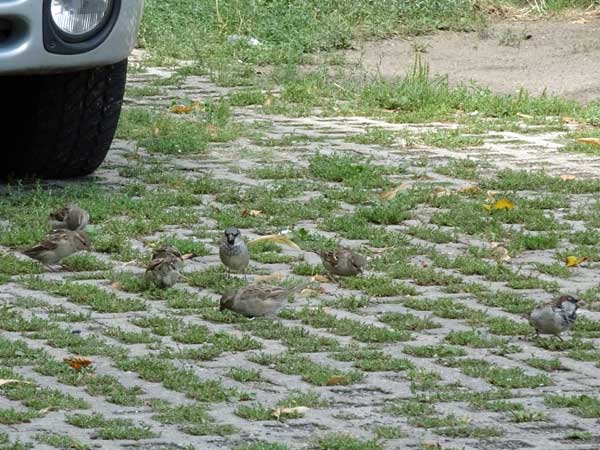 sparrows near 'avci' chow pad in berlin, germany on august 19, 2019