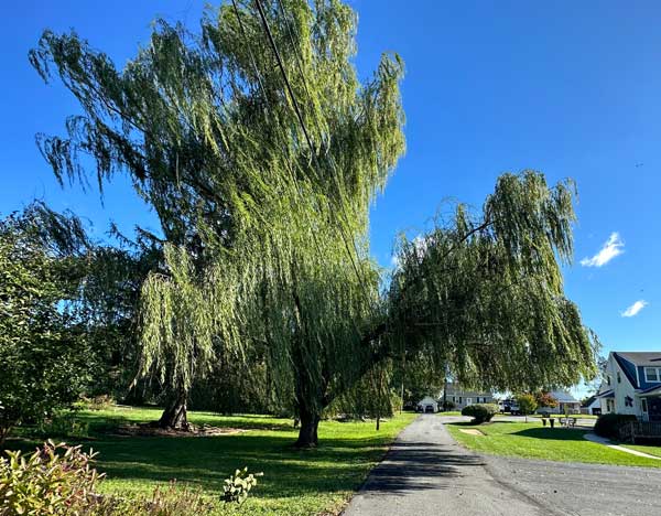 stephen hodges' photo of outside timmy + alsion's pad in wilmington, de on october 15, 2023