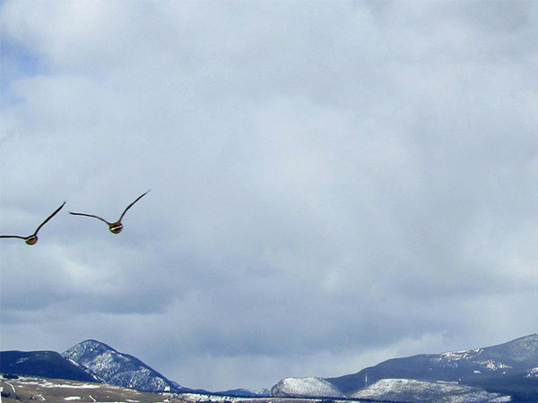 two canadian geese after crossing our bow in montana