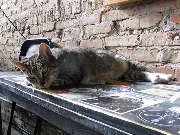 'peg' the cat at 'the empty bottle' in chicago, il