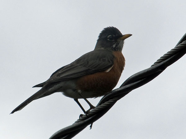 robin near scott burns' pad in lousiville, ky