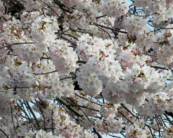 sakura tree in bellingham, wa on april 9, 2012