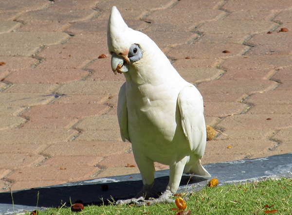 wild cockatoo in perth, chowing and giving me the eye...