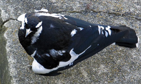 magpie-lark in melbourne by the yarra