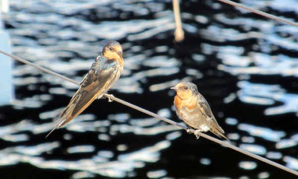 two birds at the main beach marina on the gold coast in australia